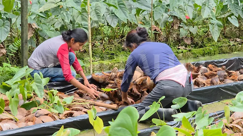 Agricultores seguridad zona alta Tapachula FRIP